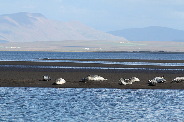 Исландия. Скала Хвертсиркур и лежбище тюленей