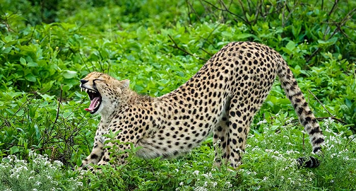 Животные Танзании