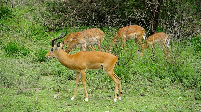 Животные Танзании
