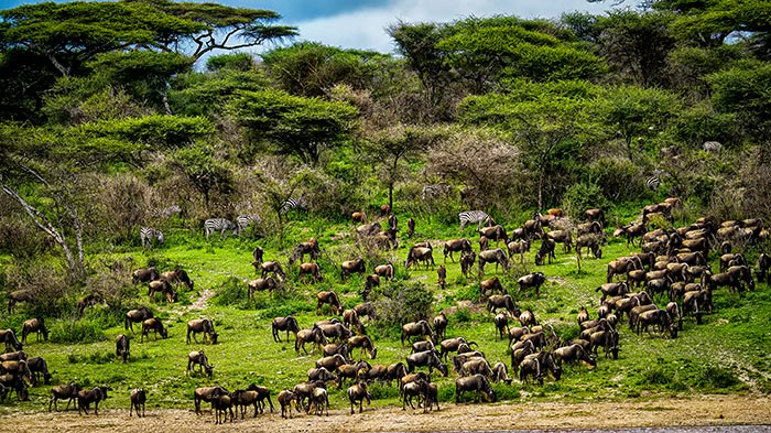 Национальный парк в Танзании